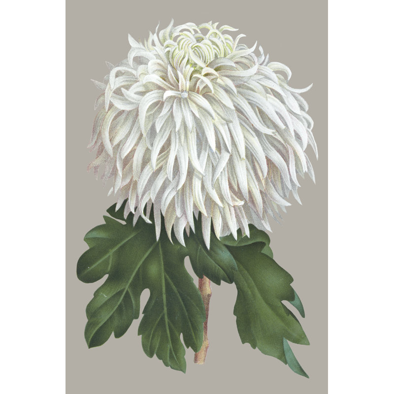 Chrysanthemum on Grey II by Vision Studio - Painting, 91 cm H x 61 cm W, Wrapped Canvas