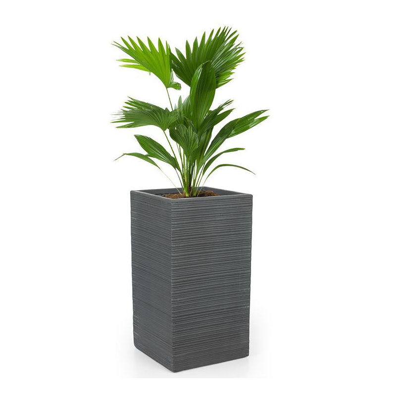 Cachepot, 65cm H x 35cm W x 35cm D