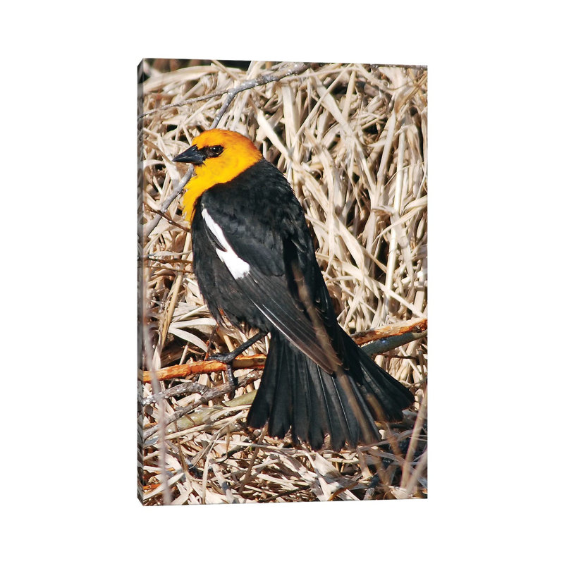 Yellowheaded Blackbird by Brian Wolf - Wrapped Canvas Print
