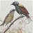 S/2 Bird Framed Print, 19.5x27.5"