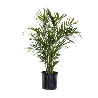 United Nursery Live Palm Plant in Nursery Pot