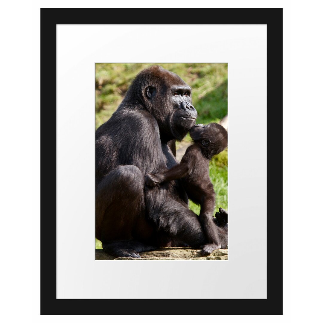 Gerahmtes Poster Gorilla-Baby küsst seine Mutter