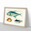East Indies Fish Illustrations XXIX by Louis Renard - Picture Frame Graphic Art Print-55537255-55537258