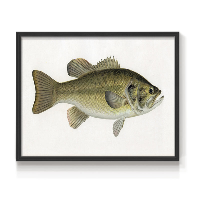 Truite femelle - reproduction encadrée - Restickable