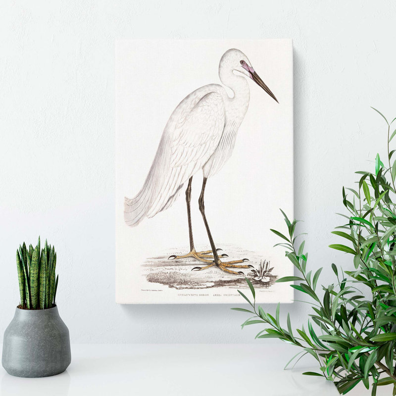 Indian White Heron by John Edward Gray - Wrapped Canvas, 50cm H x 35cm W x 3cm D