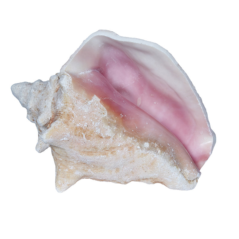 Parodi Large Queen Conch, H 8 po x l 6 po x P 6 po