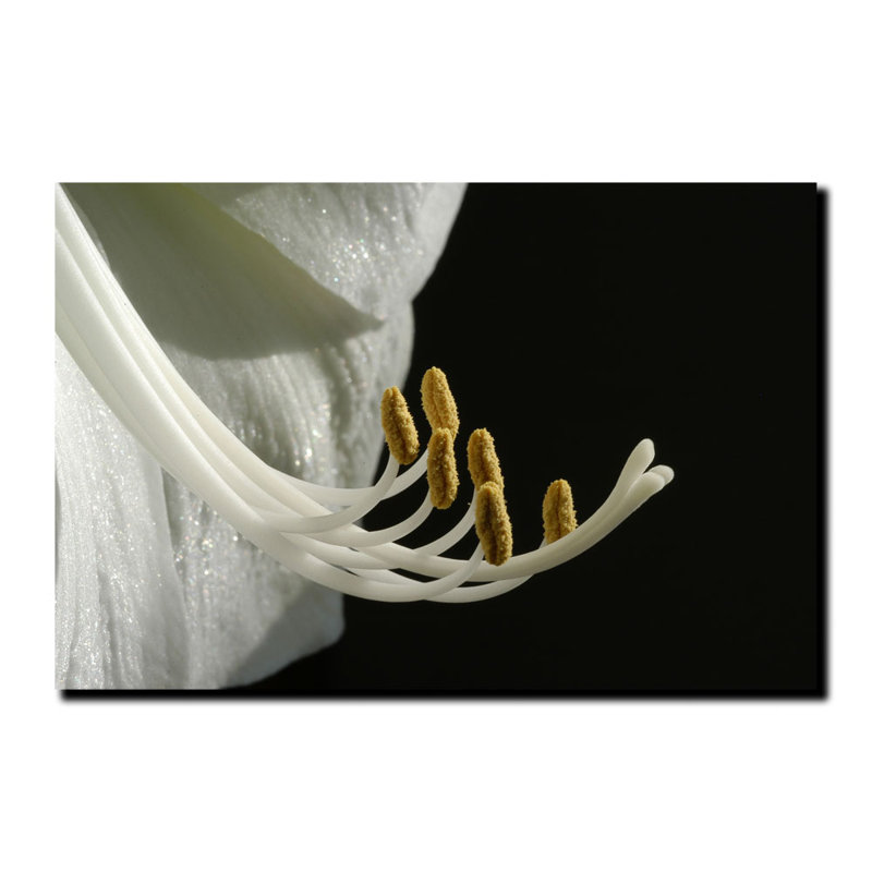 "Intimate Amaryllis" by Kurt Shaffer Framed Photographic Print on Wrapped Canvas, 18'' H x 24'' W x 2'' D