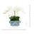 Arrington Orchid Arrangement in Decorative Ceramic Planter