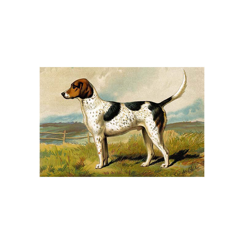 Impression d’art graphique « foxhound » par vero shaw, 24 po x 36 po