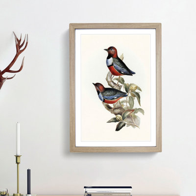 Macklots Pitta Birds by Elizabeth Gould - Framed Print