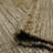 Arine Striped Indoor Rug-992837823