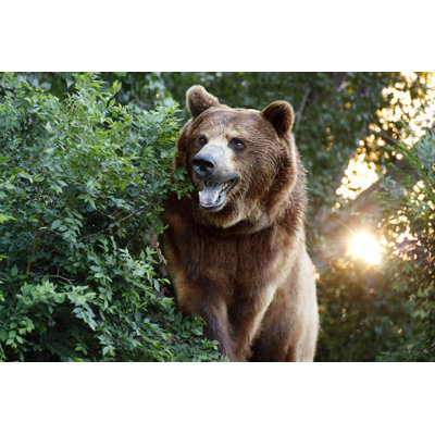 Large Grizzly Bear by Ricardoreitmeyer - No Frame Print on Canvas