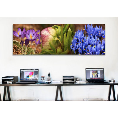 Détails de fleurs de crocus - Reproduction de photo panoramique non encadrée