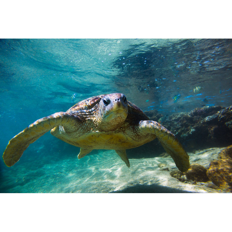 Tortue de mer à Hikkawdua par Danilovi, H 8 po x l 12 po