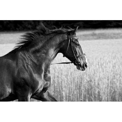 «Black Horse Runing» par Ralfweigel - photographie sur toile tendue