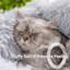 Lit carré en peluche pour animaux de compagnie-1920340202