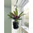 Live Rattlesnake Calathea Plant in Hanging Pot
