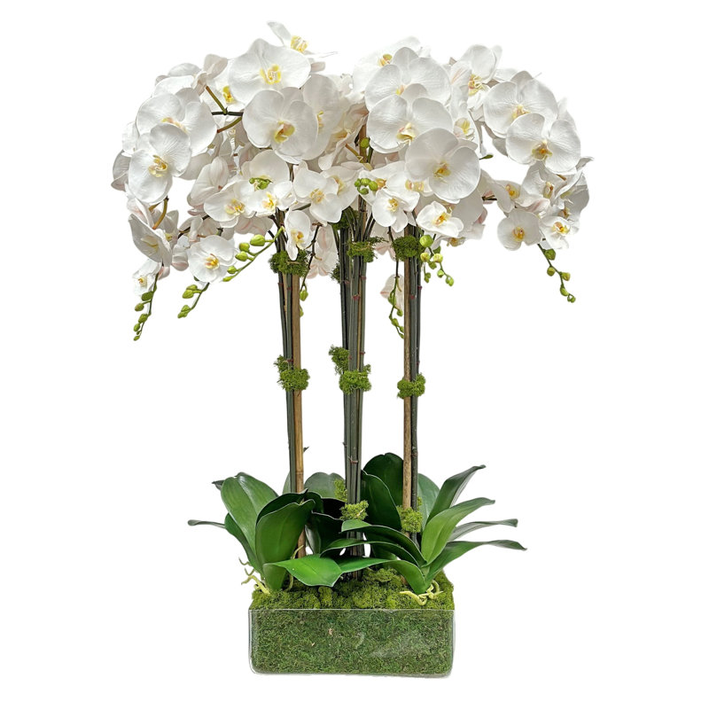 ORCHID IN GLASS