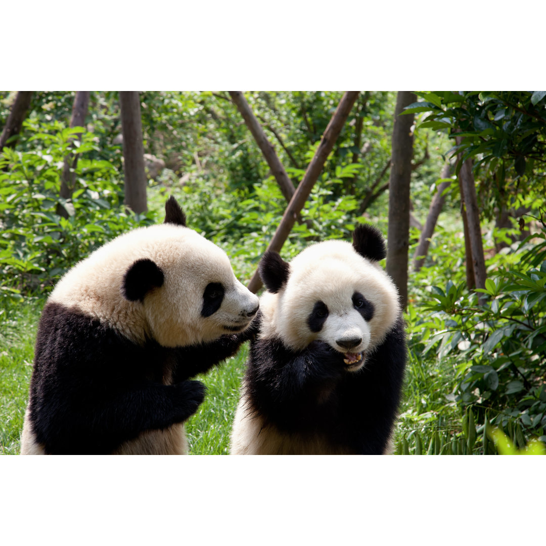 Zwei Pandas in der Provinz Sichuan China von Fototrav - Kunstdrucke ohne Rahmen auf Leinwand