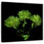 Harnek Green Pompons-109209915