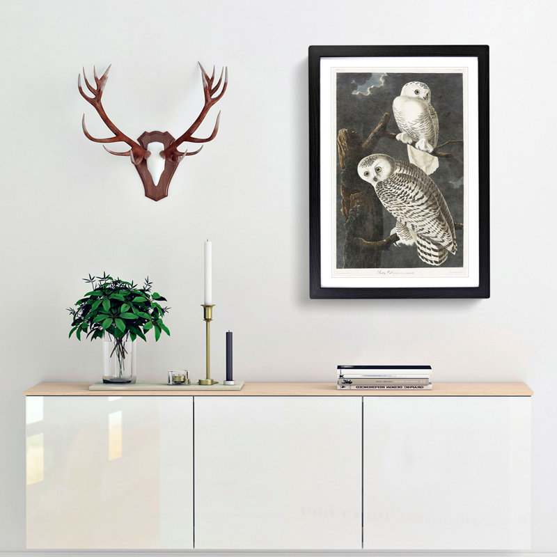 Snowy Owls by John Audubon - Framed Print, 36cm H x 27cm W x 2cm D, Black Framed