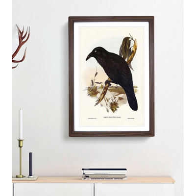 White-Eyed Crows by Elizabeth Gould - Picture Frame Painting Print