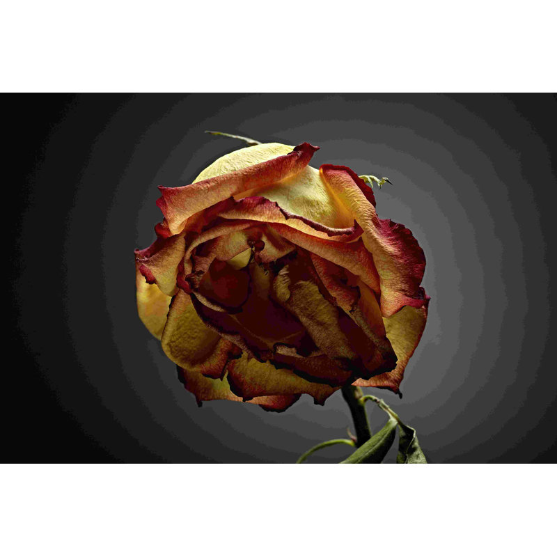 Studio Flowers VI, H 8 po x l 12 po