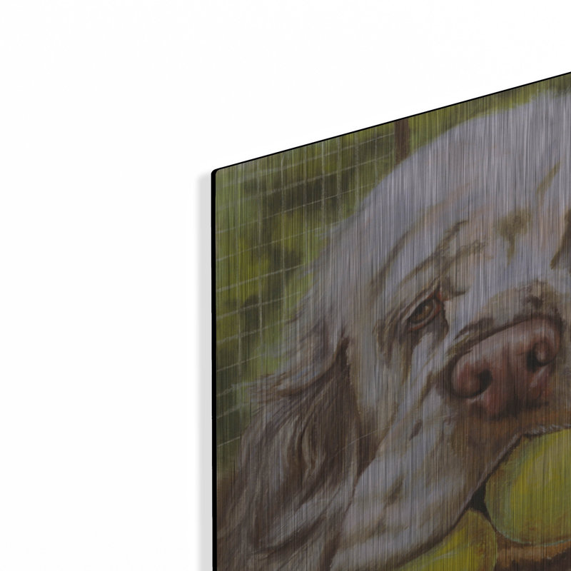 «Clumber Spaniel 2» par Barbara Keith, H 12 po x l 12 po