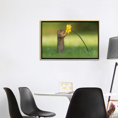 Curious Ground Squirrel by Dick van Duijn  Photograph Print