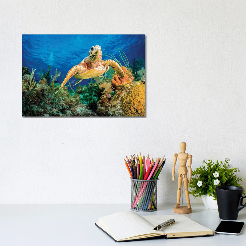 Hawksbill Turtle Swimming Through Caribbean Reef by Jan Abadschieff - Wrapped Canvas Print, 20.32 cm H x 30.48 cm W