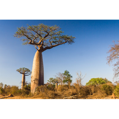 Baobab Tree by Pierivb - Wrapped Canvas Print