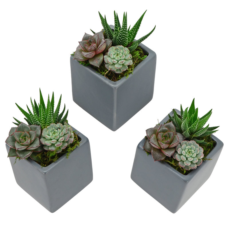 Ealy Ceramic Wall Planter, Dark Gray