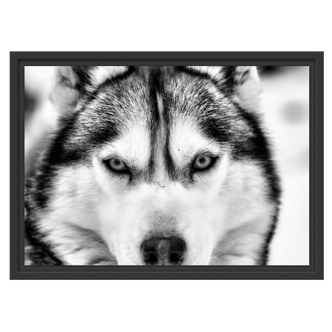 Gerahmtes Wandbild Husky