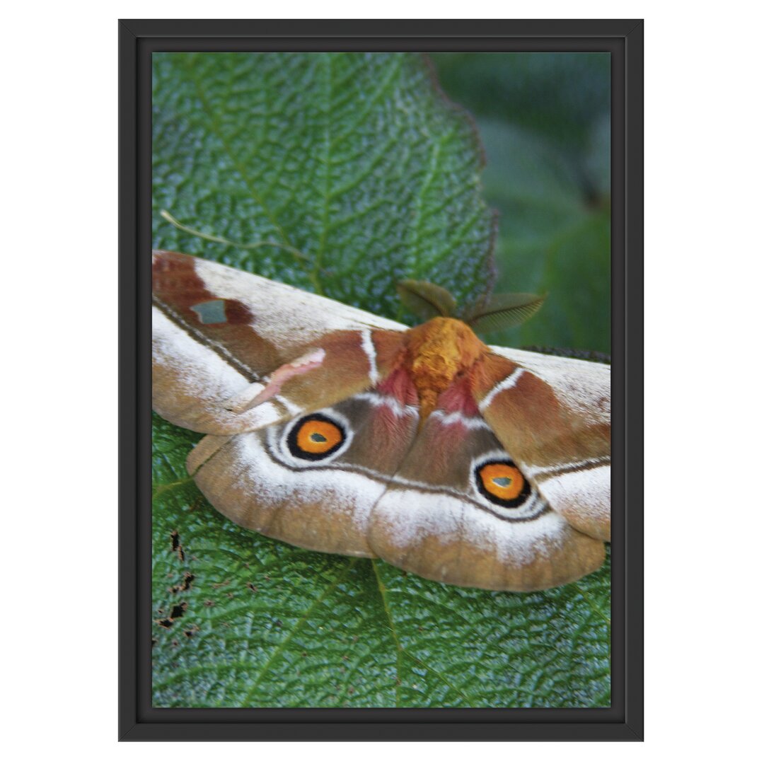 Gerahmtes Wandbild Schmetterling auf Blatt