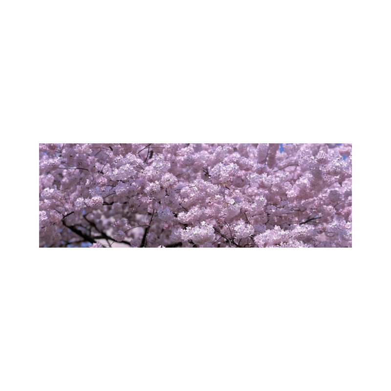 USA, Washington DC, Close-Up Of Cherry Blossoms - Wrapped Canvas Panoramic Print, 30.48 cm H x 91.44 cm W x 1.91 cm D