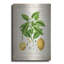 «Citrus Limonum Risso» par Jean Plout, art mural en métal-44635908
