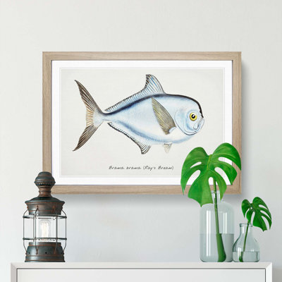 Illustration of a Rays Bream Fish by F.E. Clarke - Picture Frame Graphic Art Print