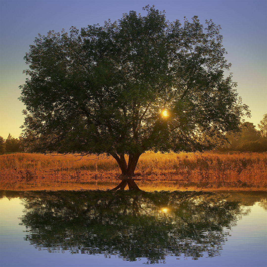 Leinwandbild Lonely Tree by Lake von Serjio74