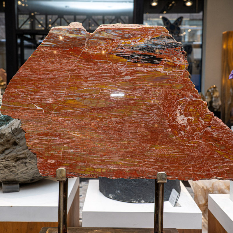 Genuine Polished Petrified Wood Slice With Metal Display Stand
