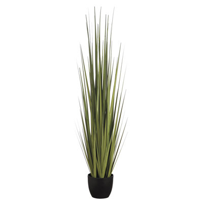 60 INCH REED GRASS IN POT GR