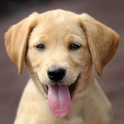 A Yellow Short Hair Labrador Puppy by Gnagel - Wrapped Canvas Print