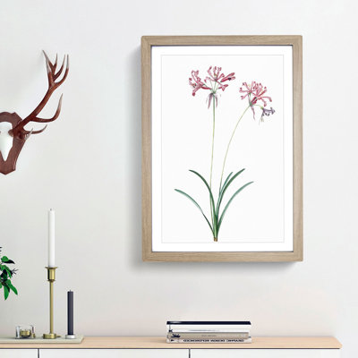 Nerine Lily Flowers by Pierre-Joseph Redoute - Picture Frame Painting Print