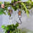 Mayis Retro Rustic Hay Pulley Hooks