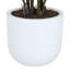 PLANT PHILODENDRON POT 3FT