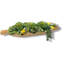 Arrangement de plantes grasses Walnut Grove | Vase en bois en forme de feuille, centre de table rustique moderne