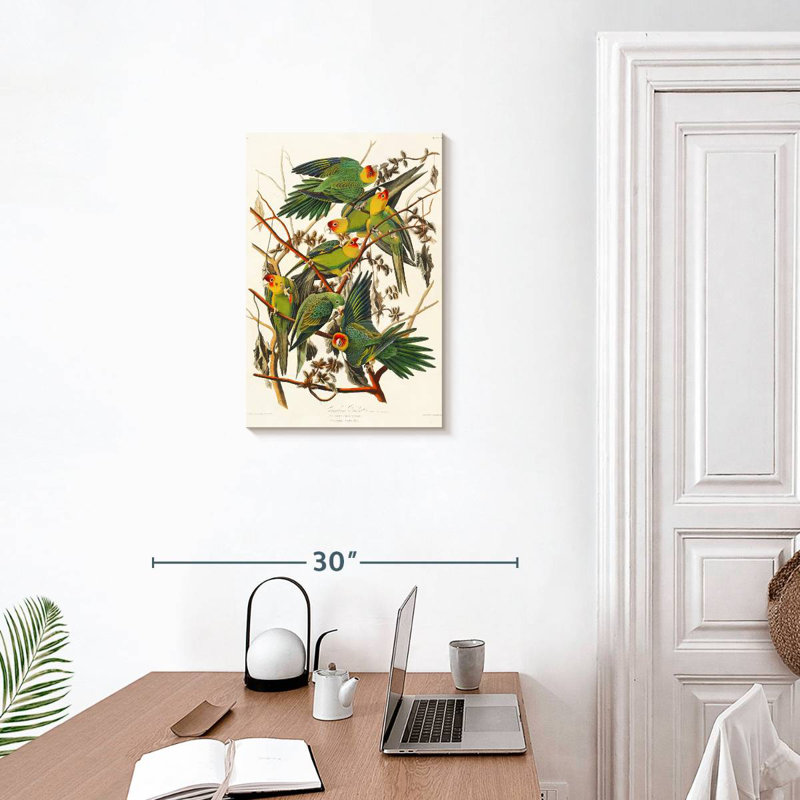 Brampt Carolina Parakeet, 24" H x 16" W