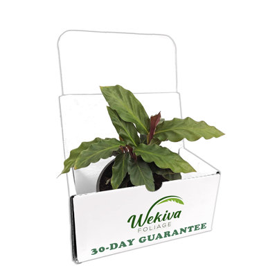 Calathea Rufibarba - Live Plant in a 4 Inch Pot - Beautiful Easy to Grow Air Purifying Indoor Plant