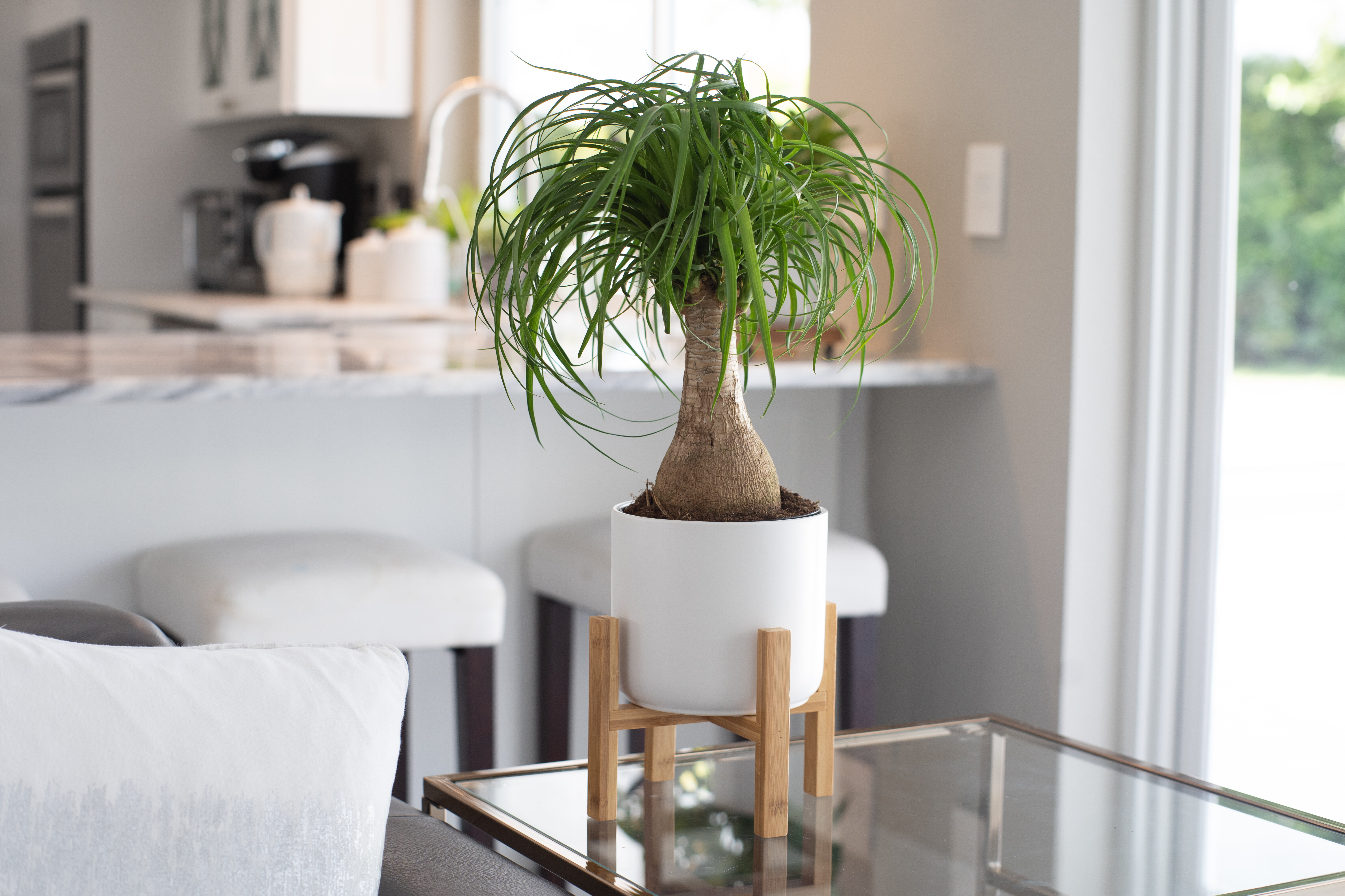 Low long store table for plants