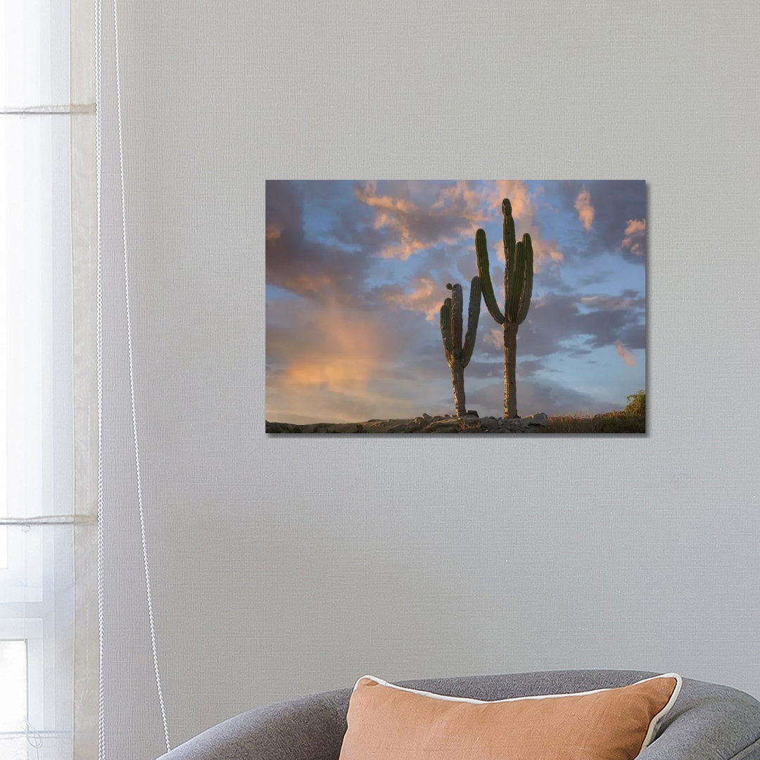 Saguaro Kakteen, Cabo San Lucas, Mexiko von Tim Fitzharris - Galerie-verpackte Leinwand Giclée auf Leinwand