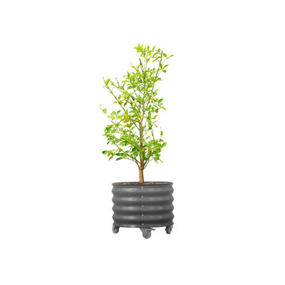 17.5" Tall 21" Wide Round Metal Outdoor Rolling Tree Planter